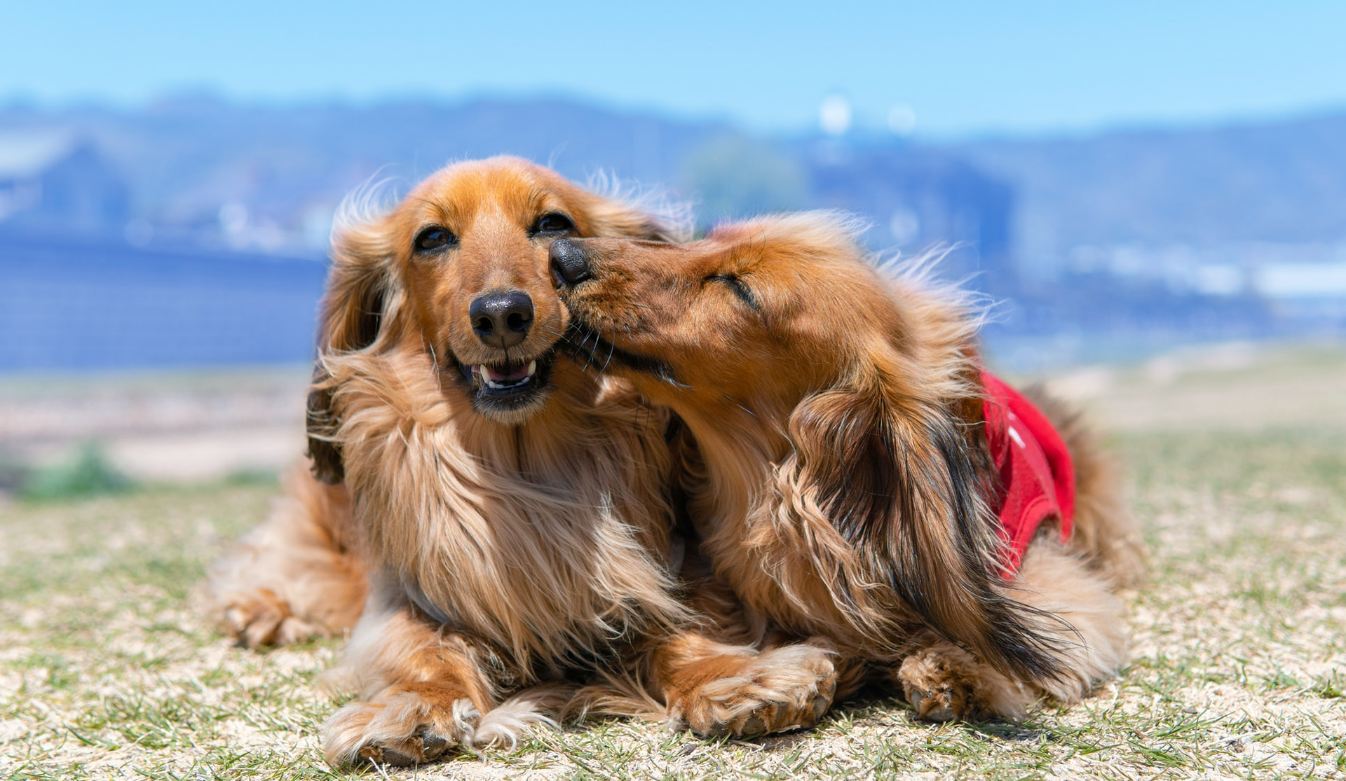 Ветеринарная клиника Нос по Вет.ru